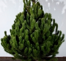 Lodgepole Pine