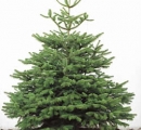Nordmann Fir