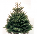 Norway Spruce