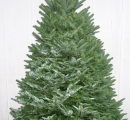 Fraser Fir