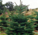 Noble Fir