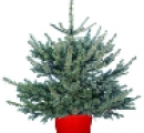 blue-spruce