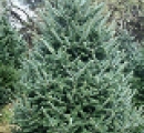 fraser-fir