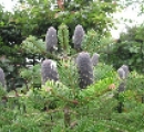 korean-fir