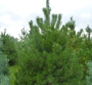 lodgepole-pine