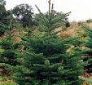 noble-fir