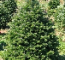 nordmann-fir