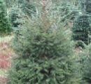 norway-spruce