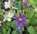 Clemetis Haku Ookan