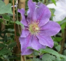 Clemetis Kinju Atarashi
