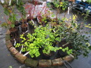 Hardy winter interest shrubs