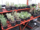 Evergreen herbs